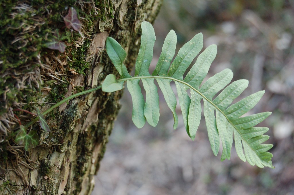 Polypodium cfr. vulgare